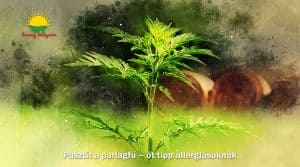 Read more about the article Pusztít a parlagfű – öt tipp allergiásoknak